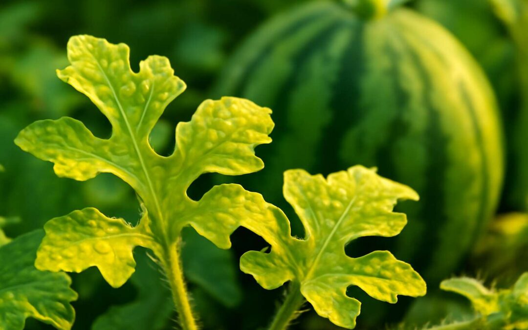 Unlock tips for yellow watermelon leaves: diagnose, treat, and revive your vines.
