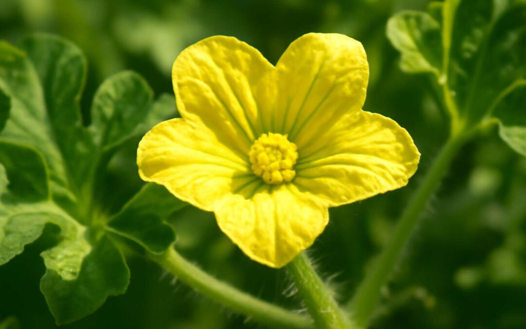 Experience the watermelon flower, a sun-kissed bloom revealing summer’s sweetest harvest