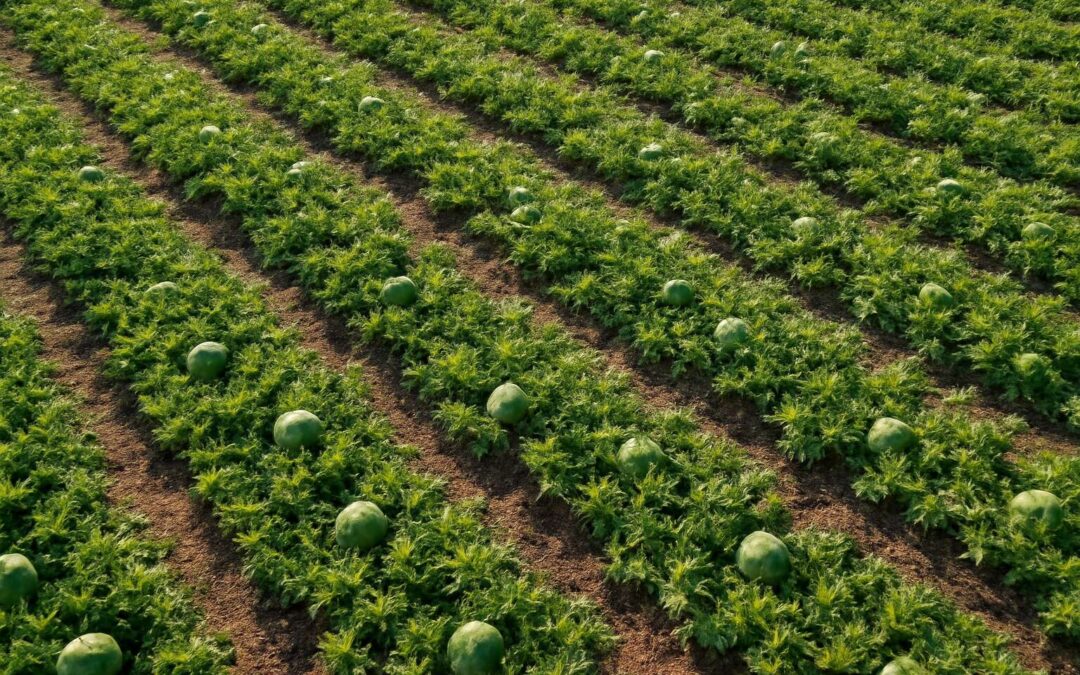 Maximize harvest: how many watermelon plants per hectare for optimal yield.