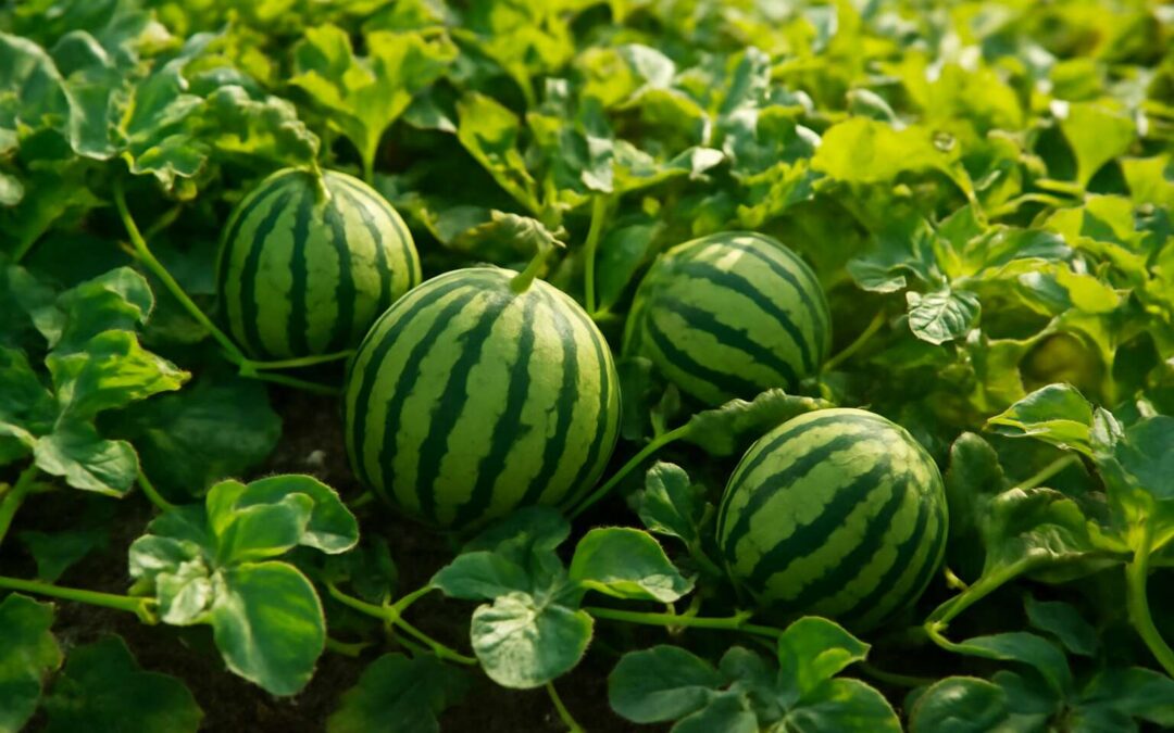 Grow a watermelon like plant: surprising uses and care tips for beginners.